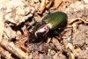 Poecilus kugelanni